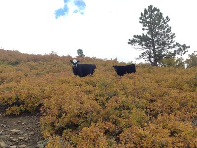 Local ranchers use this land for cattle grazing. The cows like to use this trail too.