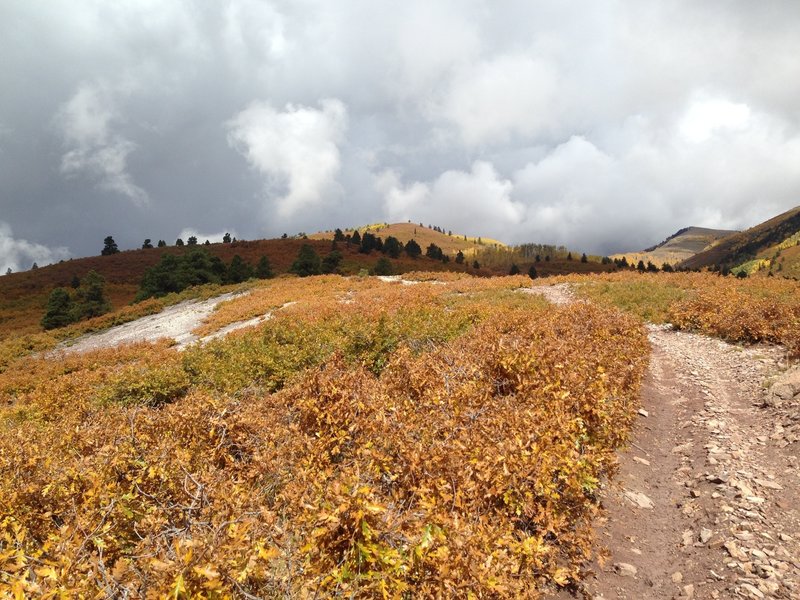 The trail continues along this ridge - be sure to look around at this opening as the views are spectacular.