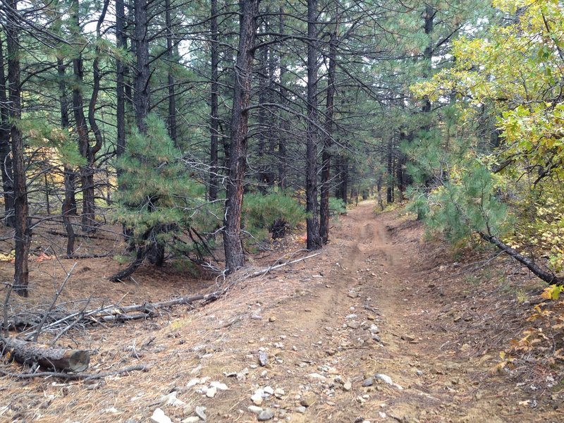 An easy section through the pines.