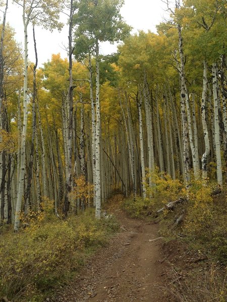 Into the aspens.