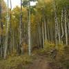 Into the aspens.