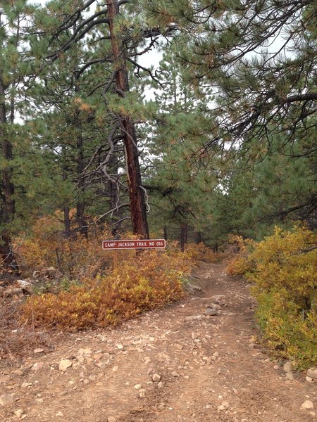 The entrance to Camp Jackson Trail off of the dirt road.