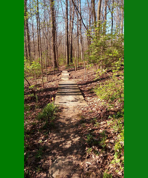 Blue Trail Eagle Scout and Expansion Bridge