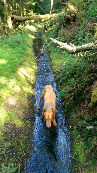 Found an old canal.