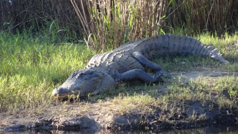 This big guy hangs out on the other side of the bank on the Outback Trail.