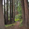 Redwood "fairy rings" on the Old Cabin Trail.