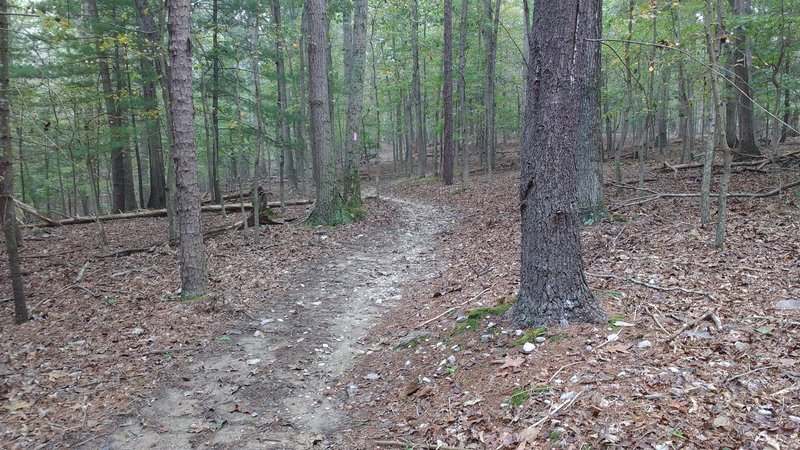 Tulip Poplar Trail looking south.