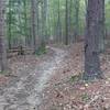 Tulip Poplar Trail looking south.