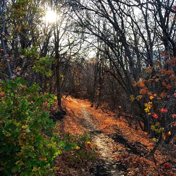 All on the same Coyote Trail.