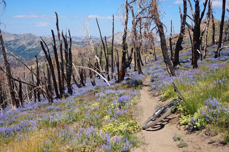 The flowers can be amazing mid-summer in the burned areas.