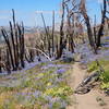 The flowers can be amazing mid-summer in the burned areas.