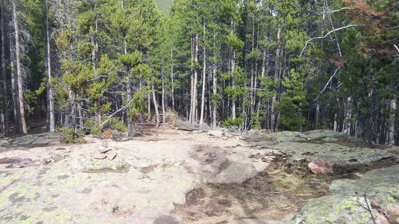 Little bit of rock on the western part of Bear Paw Trail.