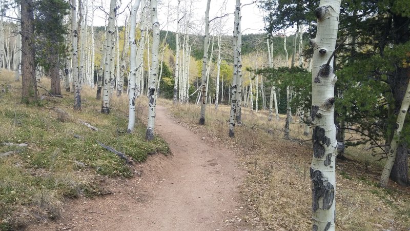 Early October aspens on Mason Creek Trail.