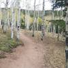 Early October aspens on Mason Creek Trail.