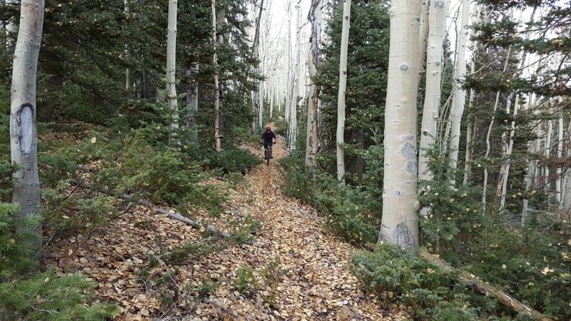 Fall ride on Tushar Ridge hauling through the aspens.