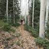 Fall ride on Tushar Ridge hauling through the aspens.