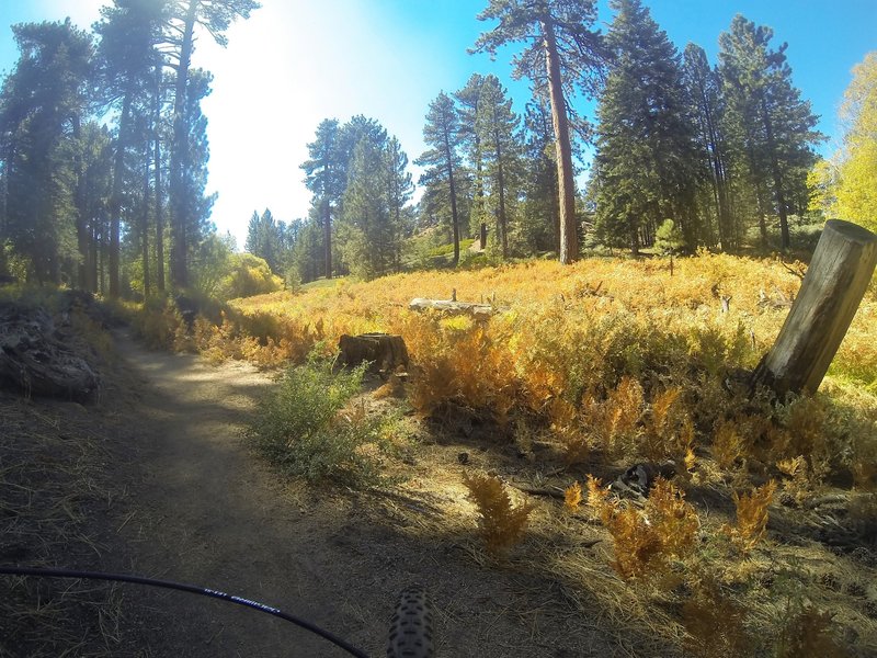 Fall colors on the trail.