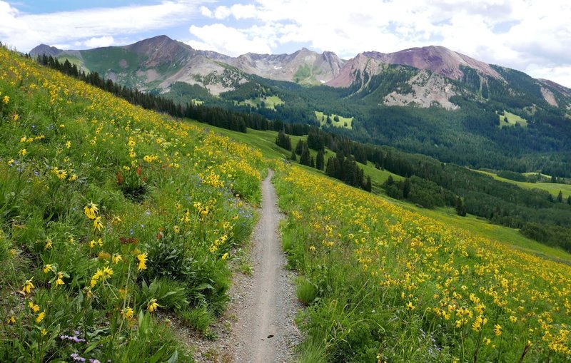 It is the blur of color from the wildflowers. Don't let the views distract you too much. Most scenic ride I have ever done!