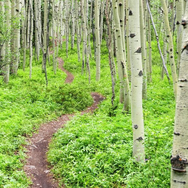 Loamy dirt, aspens, and singletrack - all you need on a bike ride.