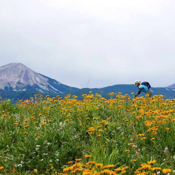 Any ride in wildflowers is a good ride!