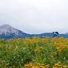 Any ride in wildflowers is a good ride!