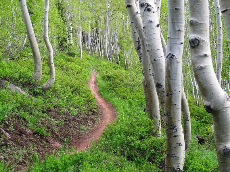 Flowy singletrack, what is not to like?
