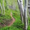 Flowy singletrack, what is not to like?