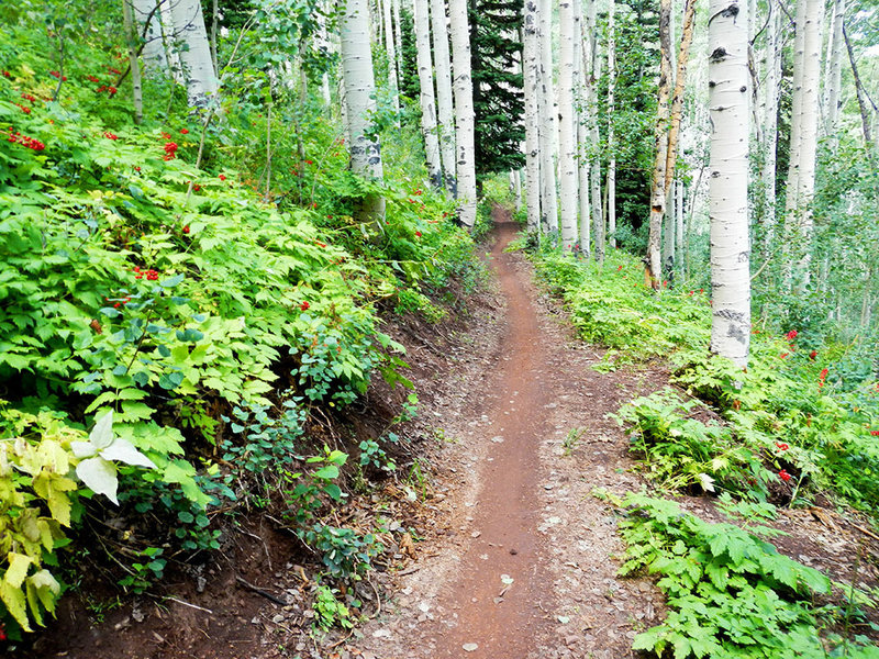 Some of the best flow through aspens you'll ever experience!