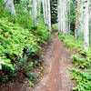 Some of the best flow through aspens you'll ever experience!