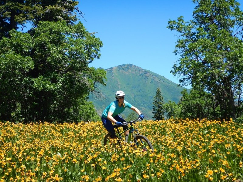 Time the wildflowers correctly and it becomes an epic ride!