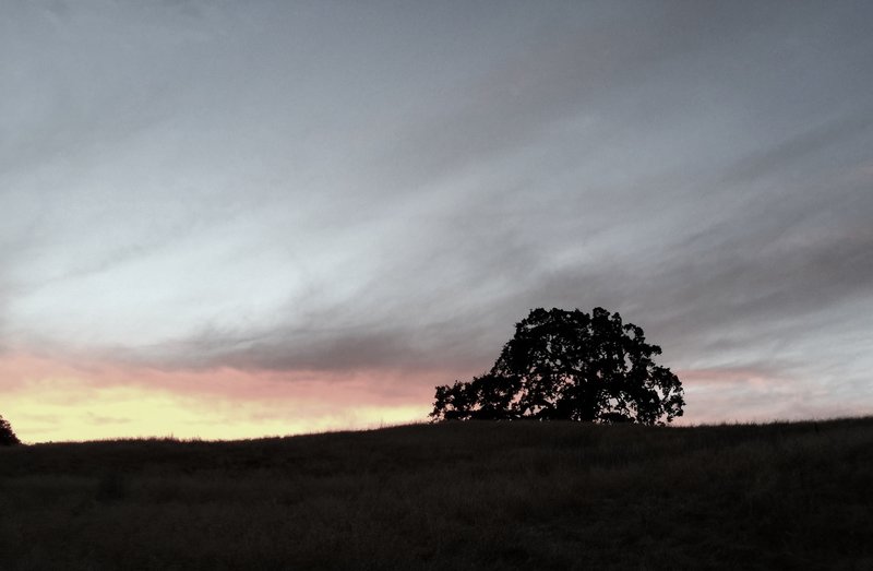 Arastradero Lone Oak. Night ride.