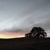 Arastradero Lone Oak. Night ride.