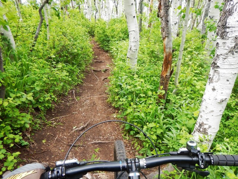 Never see more than 20 ft ahead on this trail, twisty!