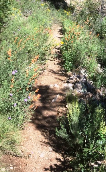 Angel Loop Trail NE side, end of summer wildflower extravaganza.