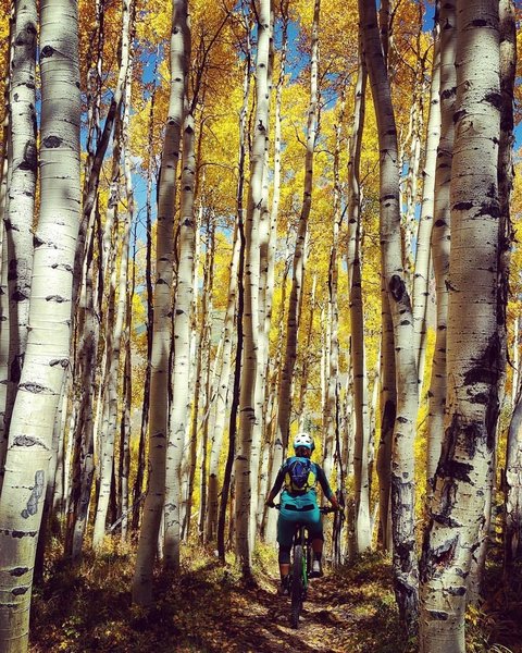 Beautiful aspens along the trail.