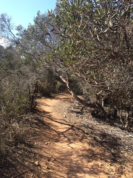 Bowtie Rim singletrack.