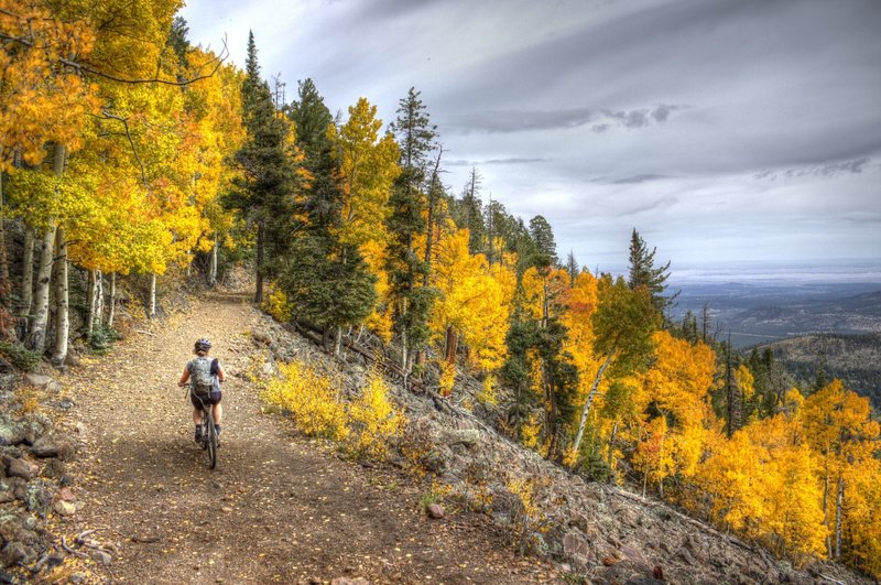 A break in the trees gives a view over Lockett Meadow.