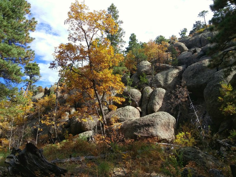 Aspen Regeneration Project