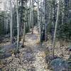 New singletrack on Putney Gulch trail makes for a fun technical ride.