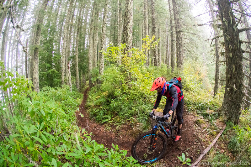 A tight switchback on the upper end of O'Leary Ridge trail.