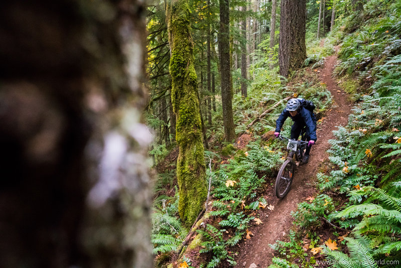 The lower end of Eula trail is fast and flowy with a lot of switch-berms.