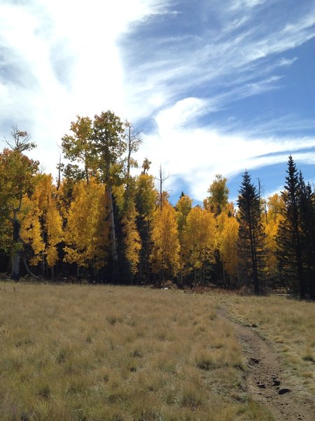 A view of aspen trees on the return ride back to the trailhead.