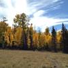 A view of aspen trees on the return ride back to the trailhead.