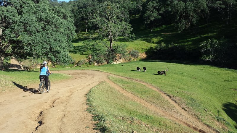 Turkeys cavort next to Miwok Trail, and we heard a rattlesnake rattle.