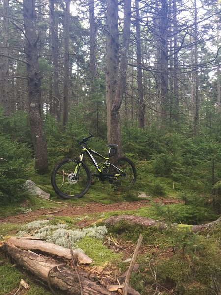 Awesome part of trail. Very lush forest area and excellent singletrack.