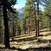 Pike's Peak from the Heiser Trail.