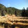 Meadow along French Creek Trail.