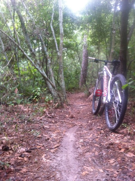 Tight singletrack.