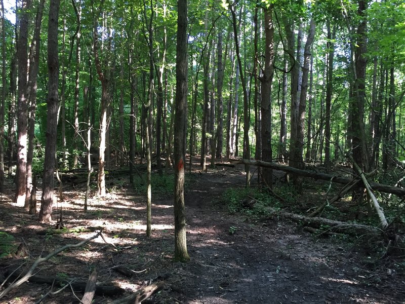 Section of woods.