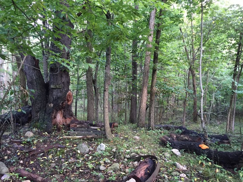 Tree Tech Session. Ride through a rock pit up on to the logs at the base of the tree or go around beginner rock garden.